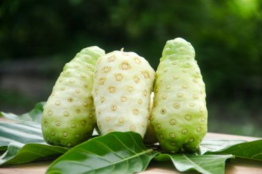 Noni meyvesi ya da doğal arka planda meyve ve yapraklarla süslenmiş Morinda citrifolia.