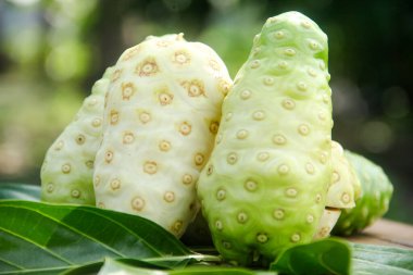 Noni meyvesi ya da doğal arka planda meyve ve yapraklarla süslenmiş Morinda citrifolia.