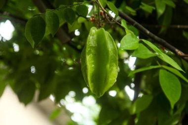 Ağaçta sallanan karambola ya da yıldız meyvesi