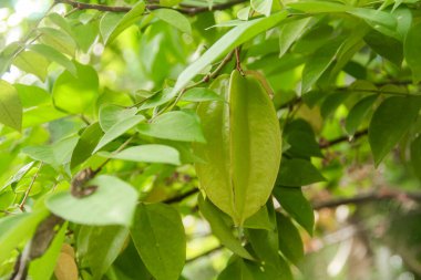 Ağaçta sallanan karambola ya da yıldız meyvesi