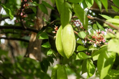 Ağaçta sallanan karambola ya da yıldız meyvesi