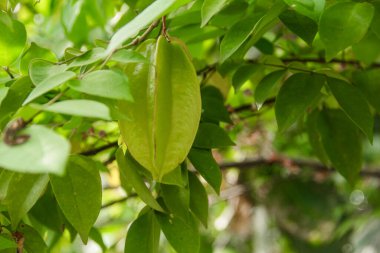 Ağaçta sallanan karambola ya da yıldız meyvesi