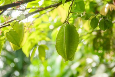 Ağaçta sallanan karambola ya da yıldız meyvesi