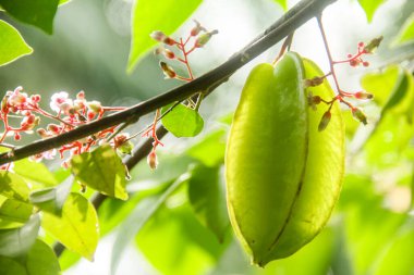 Ağaçta sallanan karambola ya da yıldız meyvesi