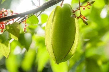 Ağaçta sallanan karambola ya da yıldız meyvesi