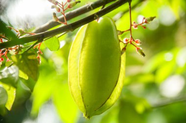 Ağaçta sallanan karambola ya da yıldız meyvesi