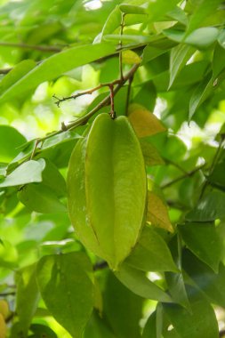 Ağaçta sallanan karambola ya da yıldız meyvesi