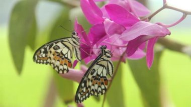 Papilio Demoleus ya da limon kelebeği, güzel orkide çiçeklerinin üzerine tünemiş güzel kelebekler ve güzel