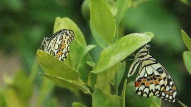 Çiçek açan bitkilerin üzerine tünemiş olan Papilio Demoleus ya da limon kelebeğine limon kelebeği denir çünkü bu kelebeğin larvaları kireç bitkilerindeki böceklerdir.