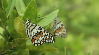 Çiçek açan bitkilerin üzerine tünemiş olan Papilio Demoleus ya da limon kelebeğine limon kelebeği denir çünkü bu kelebeğin larvaları kireç bitkilerindeki böceklerdir.
