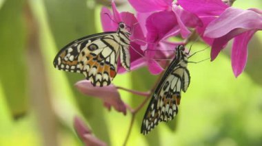Papilio Demoleus ya da limon kelebeği, güzel orkide çiçeklerinin üzerine tünemiş güzel kelebekler ve güzel