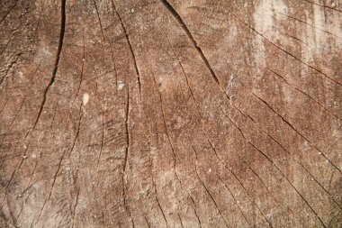 Tahta arka plan, doku ve kuru ahşap kestikten sonra arkaplan