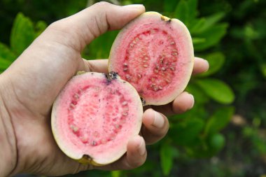 Dilimlenmiş guava, elinde guava meyvesi