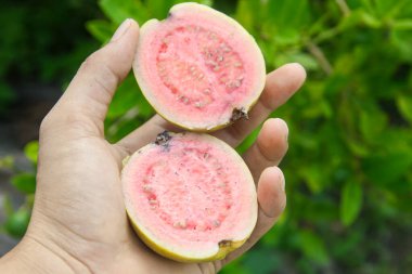 Dilimlenmiş guava, elinde guava meyvesi