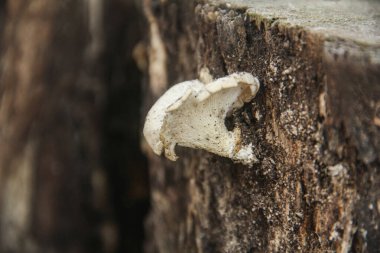 Çürümüş ahşap kökleri üzerinde yetişen Lentinus mantarları temel mantarlar sınıfında çürüyen ahşap mantarları