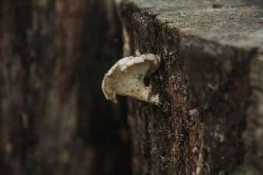 Çürümüş ahşap kökleri üzerinde yetişen Lentinus mantarları temel mantarlar sınıfında çürüyen ahşap mantarları
