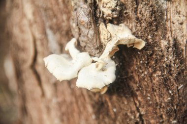 Çürümüş ahşap kökleri üzerinde yetişen Lentinus mantarları temel mantarlar sınıfında çürüyen ahşap mantarları