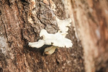 Çürümüş ahşap kökleri üzerinde yetişen Lentinus mantarları temel mantarlar sınıfında çürüyen ahşap mantarları