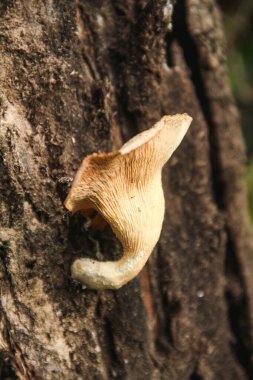 Çürümüş ahşap kökleri üzerinde yetişen Lentinus mantarları temel mantarlar sınıfında çürüyen ahşap mantarları