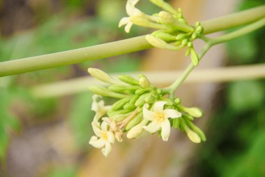 Papaya ağacının çiçekleri genellikle acı bir tadı olan sebzelere dönüşürler ve Endonezya 'da çok rağbet görürler.