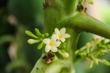 Papaya ağacının çiçekleri genellikle acı bir tadı olan sebzelere dönüşürler ve Endonezya 'da çok rağbet görürler.