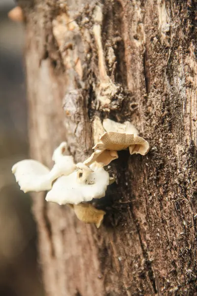 stock image Lentinus fungi that grow on decayed wood stems, decaying wood fungi in the class of basidiomycetes