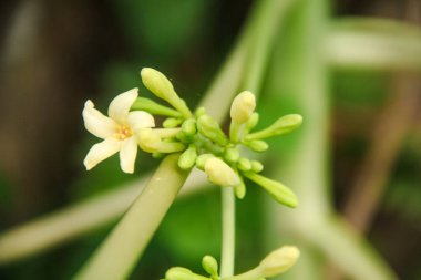 Papaya ağacının çiçekleri genellikle acı bir tadı olan sebzelere dönüşürler ve Endonezya 'da çok rağbet görürler.