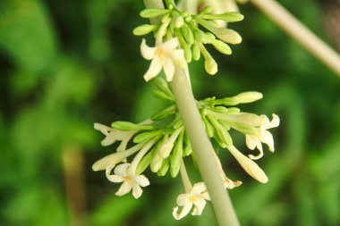 Papaya ağacının çiçekleri genellikle acı bir tadı olan sebzelere dönüşürler ve Endonezya 'da çok rağbet görürler.