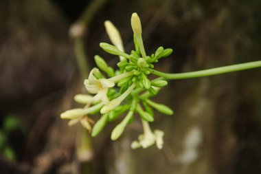 Papaya ağacının çiçekleri genellikle acı bir tadı olan sebzelere dönüşürler ve Endonezya 'da çok rağbet görürler.