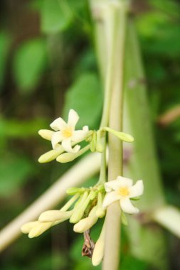Papaya ağacının çiçekleri genellikle acı bir tadı olan sebzelere dönüşürler ve Endonezya 'da çok rağbet görürler.