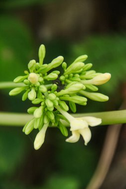 Papaya ağacının çiçekleri genellikle acı bir tadı olan sebzelere dönüşürler ve Endonezya 'da çok rağbet görürler.