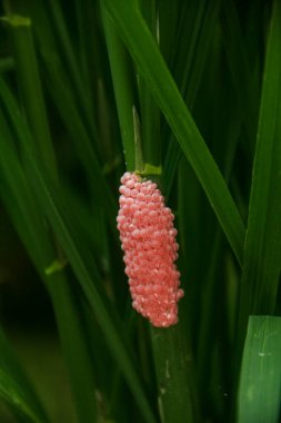 Pirinç saplarına salyangoz yumurtası bağlanmış.