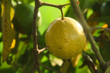 Taze guava meyvesi hala ağaçta.