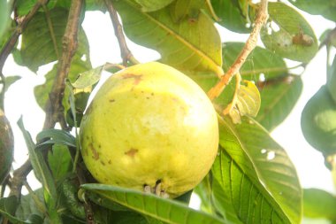Taze guava meyvesi hala ağaçta.