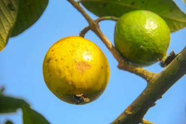 Taze guava meyvesi hala ağaçta.