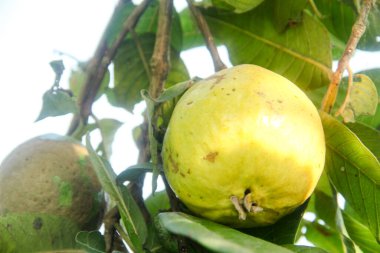Taze guava meyvesi hala ağaçta.