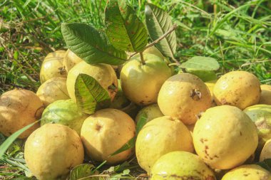 Tam guava meyvesi, ağaçta olgunlaşmış ve yeni toplanmış guava meyvesi.