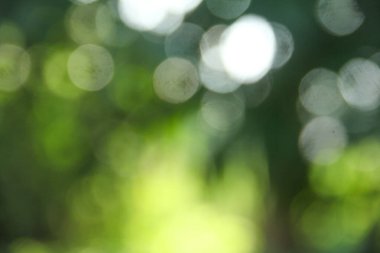 Bulanık yeşil yaprak gradyan arkaplan