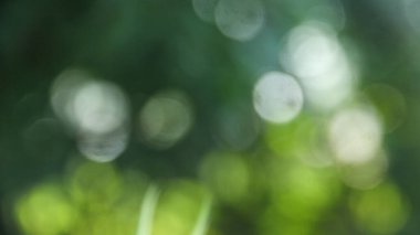 Bulanık yeşil yaprak gradyan arkaplan