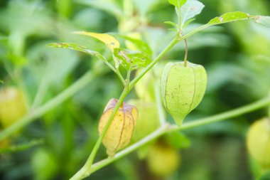 Hala ağaçta bulunan Physalis angulata veya ciplukan, ciplukan birçok faydası olan bir bitkidir.