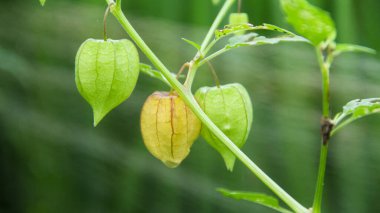 Hala ağaçta bulunan Physalis angulata veya ciplukan, ciplukan birçok faydası olan bir bitkidir.