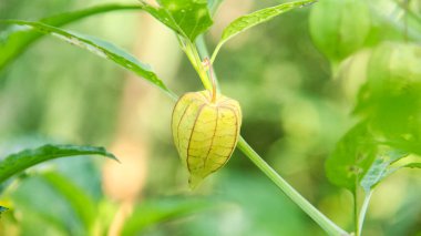 Hala ağaçta bulunan Physalis angulata veya ciplukan, ciplukan birçok faydası olan bir bitkidir.