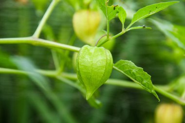 Hala ağaçta bulunan Physalis angulata veya ciplukan, ciplukan birçok faydası olan bir bitkidir.