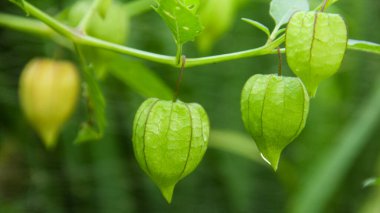 Hala ağaçta bulunan Physalis angulata veya ciplukan, ciplukan birçok faydası olan bir bitkidir.