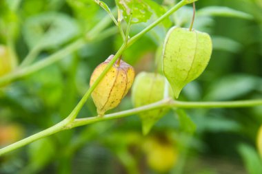 Hala ağaçta bulunan Physalis angulata veya ciplukan, ciplukan birçok faydası olan bir bitkidir.