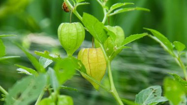 Hala ağaçta bulunan Physalis angulata veya ciplukan, ciplukan birçok faydası olan bir bitkidir.