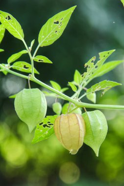 Hala ağaçta bulunan Physalis angulata veya ciplukan, ciplukan birçok faydası olan bir bitkidir.