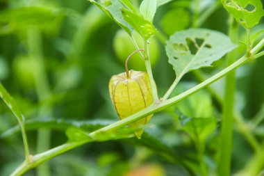 Hala ağaçta bulunan Physalis angulata veya ciplukan, ciplukan birçok faydası olan bir bitkidir.