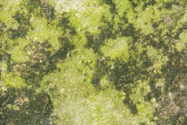 Kopyalama alanı olan yeşil yosun dokusu arkaplanı