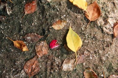 Üst toprak arka plan, bitkilerin büyümesi için iyi olan siyah humus toprak dokusu.